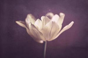 zart Frühling Gelb Single Tulpe im Nahansicht auf Hintergrund foto