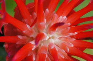 exotisch Blume wachsend im ein botanisch Garten auf das Spanisch Insel von Tenerife auf ein Sommer- warm sonnig Tag foto