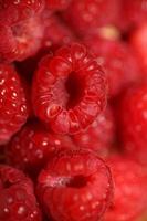 Hintergrund von reif rot Himbeeren Früchte natürlich gesund Vitamine Leistung groß Größe hoch Qualität botanisch drucken Rubus phoenicolasius Familie Rosaceae foto