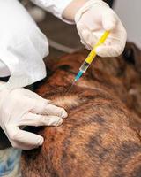 Tierarzt macht eine Injektion zu einem geliebten Hund foto