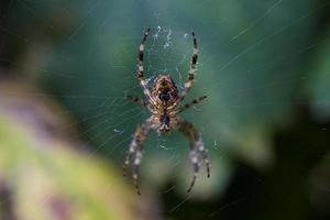 groß Spinne auf ein Spinnennetz im ein natürlich Wald Umgebung foto