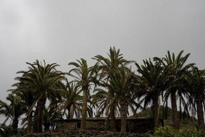 Grün Palme Bäume auf ein wolkig Tag Nächster zu ein alt Backstein Haus foto