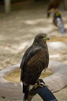 braun Falke Vogel von Beute Nahansicht foto