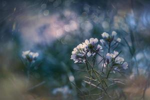 wenig zart Herbst Blumen im das Garten auf ein Hintergrund mit Bokeh foto