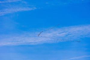 Hintergrund Herde von schwarz Vögel im das Himmel auf ein Weiß Hintergrund Textur zum Kunstwerk foto