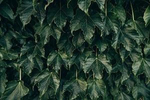 natürlich dunkel Grün Hintergrund mit Traube Blätter Nahansicht foto