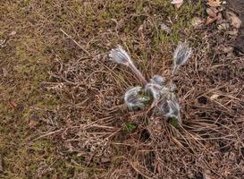 Traumgras ist das die meisten schön Frühling Blume. Pulsatilla blüht im früh Frühling im das Wald auf ein sonnig Tag. Pulsatilla Blume Nahansicht. foto