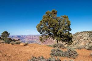 Baum beim das Kante von das Schlucht beim navajo Punkt im großartig Schlucht National Park foto