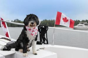 Hund tragen ihr Kanada Tag Bandana auf das Boot foto