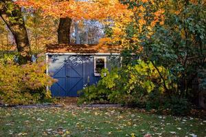 Blau Schuppen im das Garten im Herbst foto