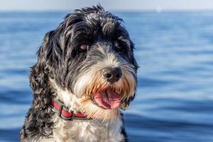 Porträt von ein schwarz und Weiß Portugiesisch Wasser Hund beim ein See foto