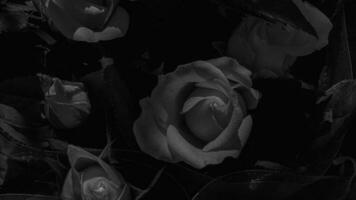 ein schön Rose Blumen draußen Rosen im das Garten Natur Hintergrund foto