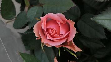 ein schön Rose Blumen draußen Rosen im das Garten Natur Hintergrund foto