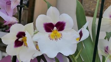 schön Phalaenopsis Orchideen im das Gewächshaus foto