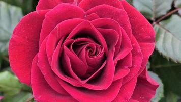 ein schön Rose Blumen draußen Rosen im das Garten Natur Hintergrund foto