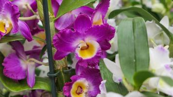 schön Phalaenopsis Orchideen im das Gewächshaus foto