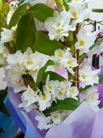 schön Phalaenopsis Orchideen im das Gewächshaus Orchidaceae Pflanzen foto