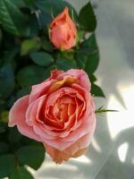 ein schön Rose Blumen draußen Rosen im das Garten foto