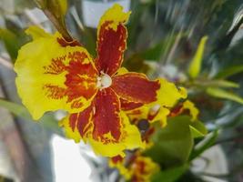 schön Phalaenopsis Orchideen im das Gewächshaus foto