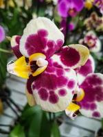 schön Phalaenopsis Orchideen im das Gewächshaus foto