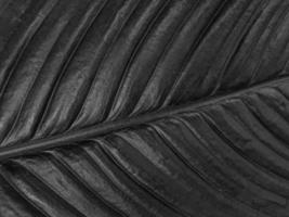 Strelitzia dunkel schwarz Blatt Textur Hintergrund foto