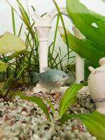 Trichogaster Trichopter Fisch im ein Aquarien Natur Hintergrund foto