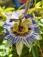 schön Leidenschaft Obst im das Gewächshaus Passiflora Edulis Pflanze Hintergrund foto