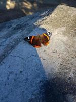 bunt Schmetterling auf Beton Fußboden städtisch Straße Natur Hintergrund foto