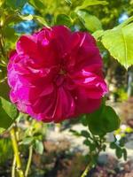 schön Bengalen rot Rose Blume im das Gewächshaus Nahansicht foto