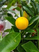 saftig organisch Zitronen gewachsen im das Garten foto