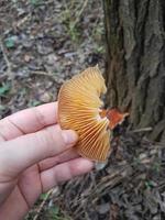 Pilz im das wild Wald foto