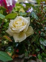 ein schön Rose Blumen draußen foto