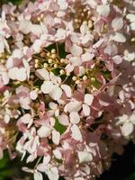 schön Blühen Hortensie Blume im das Gewächshaus Nahansicht foto