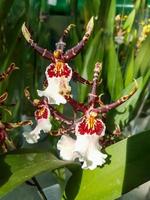 schön Phalaenopsis Orchideen im das Gewächshaus foto