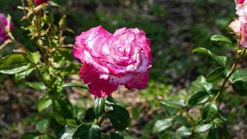 ein schön Rose Blumen draußen foto