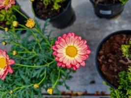 ein schön Daysies Blumen draußen foto