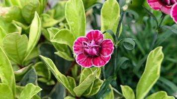 ein schön Nelken Blumen draußen foto