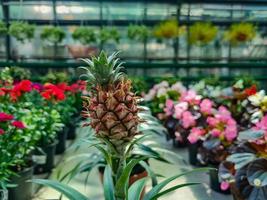 klein Ananas wachsend im das Gewächshaus schließen oben foto