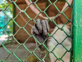 schließen oben Affe Hand im Stahl Käfig foto