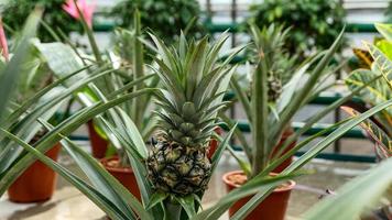 klein Ananas wachsend im das Gewächshaus schließen oben foto