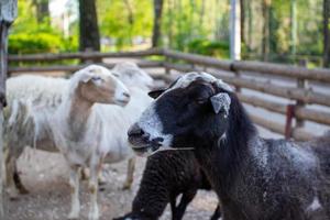 süß Schaf und Ziegen auf das Bauernhof foto