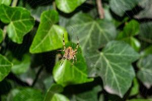 Spinne im ein Netz mit Grün Laub im das Hintergrund foto