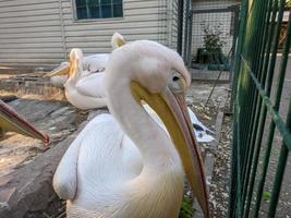 Pelikan beim das Zoo durch das Wasser foto