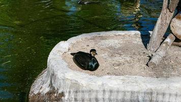 Ente Porträt im das Zoo foto