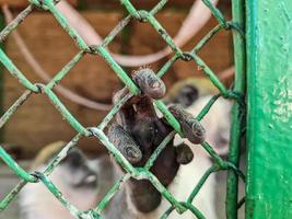 schließen oben Affe Hand im Stahl Käfig foto