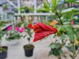 schöne Hibiskusblüten foto