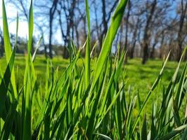 Grün Gras Natur Hintergrund Landschaft foto