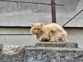 obdachlos Katze im das Straße Porträt foto