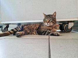 obdachlos Katze im das Straße Porträt foto