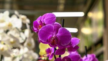 schön Phalaenopsis Orchideen foto